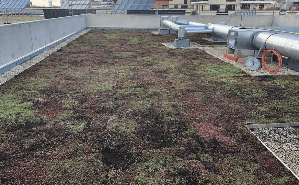 Aménagement de terre toiture végétale